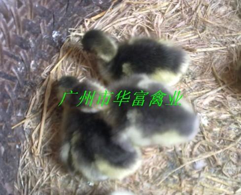 供應(yīng)*的馬崗鵝廠家