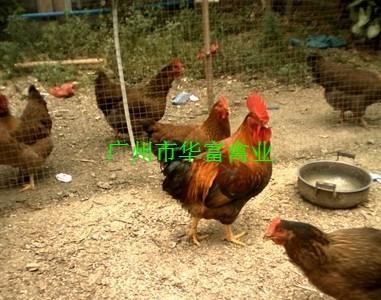 供應新陂麻雞苗生產(chǎn)商