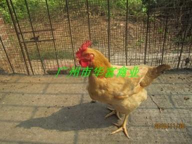 供應(yīng)廣州土一雞苗價格