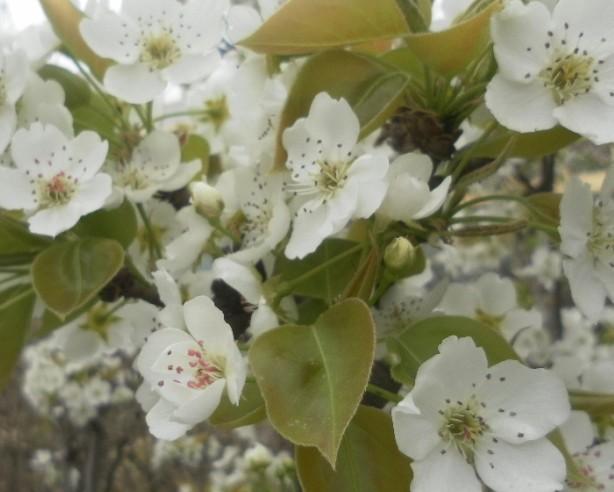 別墅庭院綠化圖片/別墅庭院綠化樣板圖 (3)