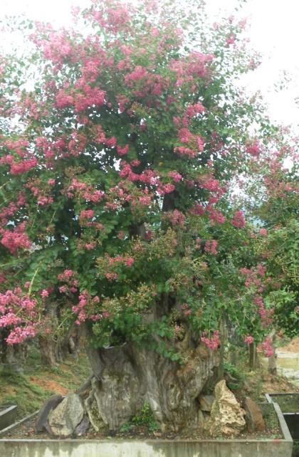 供應(yīng)園林綠化樹木移栽