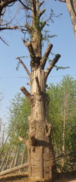 供應(yīng)2-100公分一銀杏樹(shù)2100公分一銀杏樹(shù)