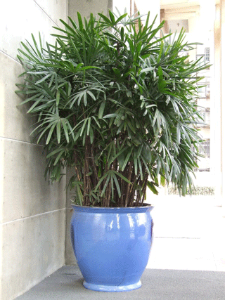 供應(yīng)花卉綠植出租銷售，南京花卉綠植出租銷售，花卉綠植出租銷售價(jià)格