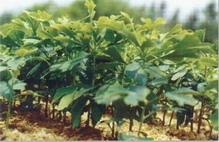 供應(yīng)銀杏樹苗批發(fā)價格