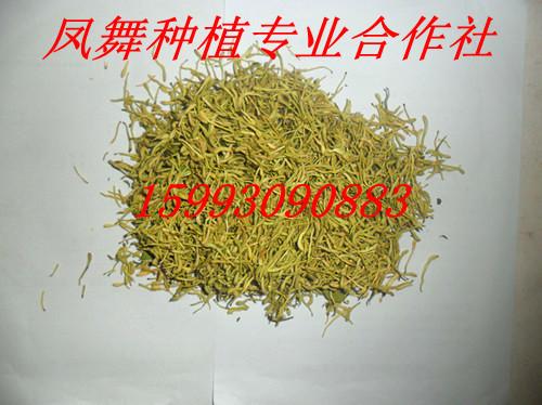 供應(yīng)*產(chǎn)地金銀花苗