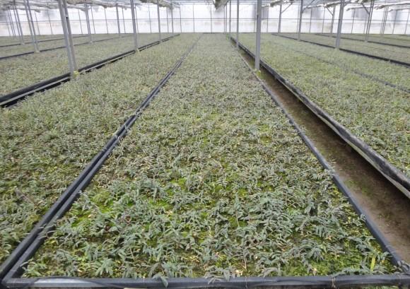 杭州鐵皮石斛批發(fā)，鐵皮石斛價格，鐵皮石斛