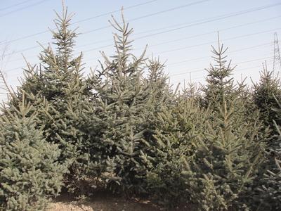 供應甘肅一級云杉、甘肅最美云杉、價格*云杉