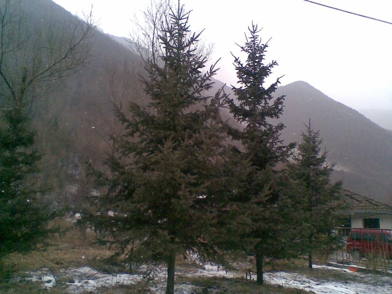 供應(yīng)甘肅最給力青仟云杉