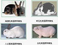 獺兔肉兔的品種與管理圖片