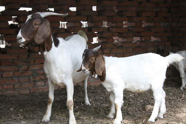 供應(yīng)哪種肉羊好養(yǎng)殖