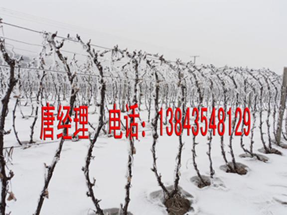 供應(yīng)雙紅葡萄苗