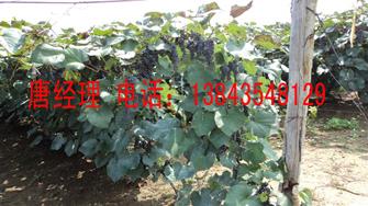 葡萄原酒圖片/葡萄原酒樣板圖 (2)