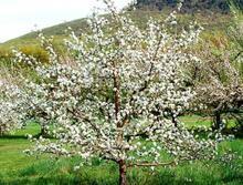 供應(yīng)3公分蘋果樹基地，山西3公分蘋果樹價(jià)格，3公分蘋果樹價(jià)格表 3公分蘋果樹基地報(bào)價(jià)