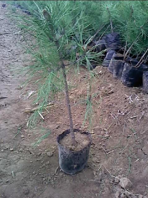 花椒苗圖片/花椒苗樣板圖 (3)