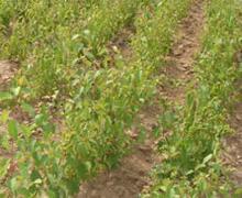 薄皮核桃苗批發(fā)，核桃苗基地批發(fā)價，薄皮核桃苗多少錢一棵