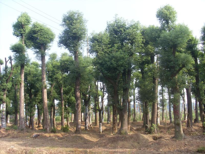 湖南香樟树22求购香樟3移植香樟图片