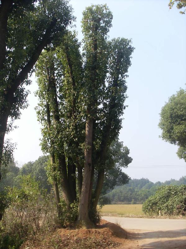 供应长沙香樟树价格湖南香樟树价格益阳香樟树价格