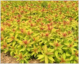 供應(yīng)金山金焰繡線菊