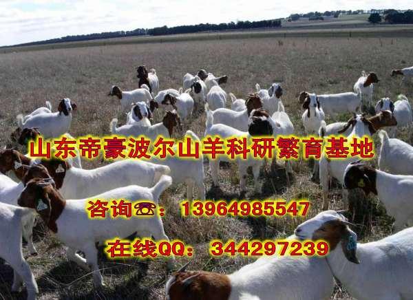 供應(yīng)小尾羊的價(jià)格湖北養(yǎng)殖小尾羊賺錢嗎