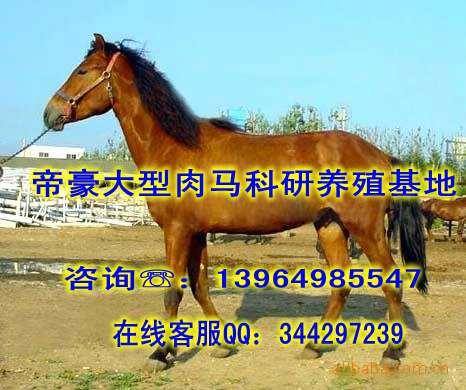 供應(yīng)什么地方有出售肉馬的肉馬價(jià)格趨勢