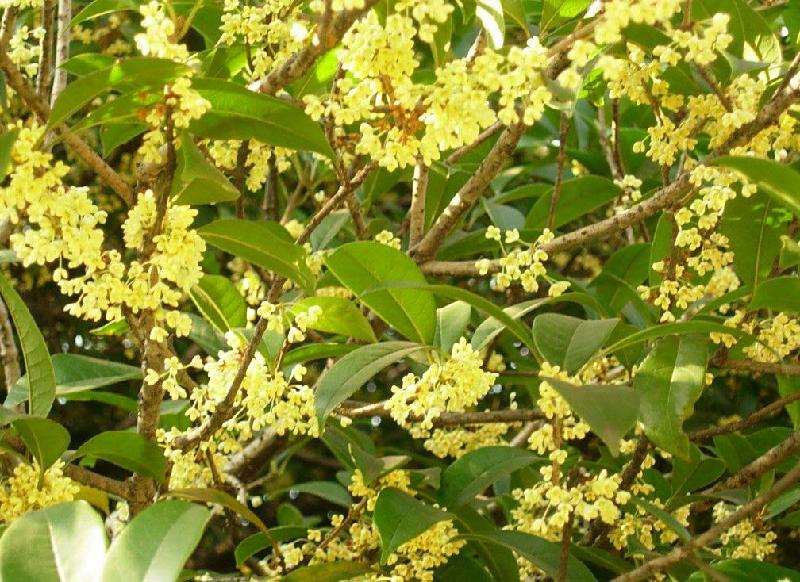 供應(yīng)桂花樹苗