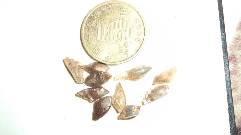 供應(yīng)加勒比松種子種殖技術(shù)