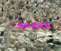 供應(yīng)水鴨苗（圖）