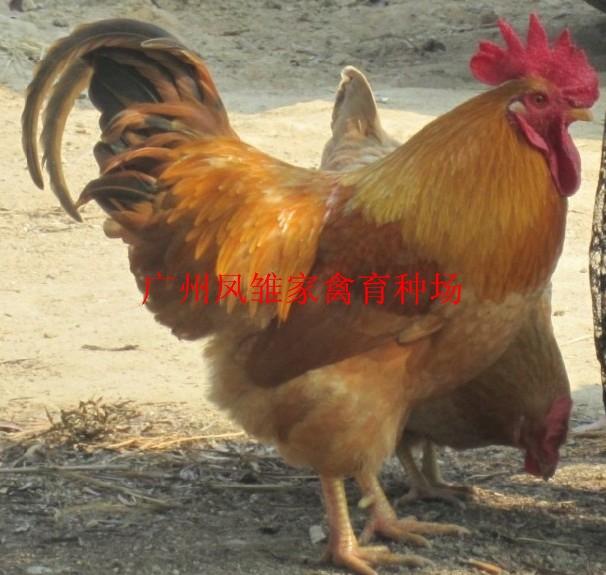 供應(yīng)三黃土雞苗