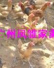 供應(yīng)三黃土雞苗