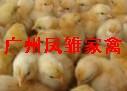 供應(yīng)三黃雞苗批發(fā)
