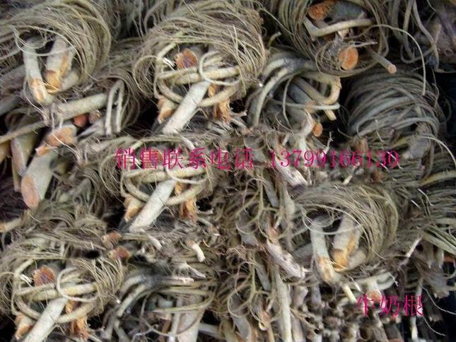 供應(yīng)牛奶根