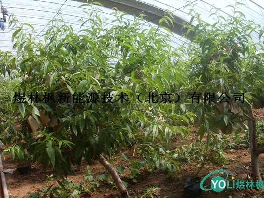 供應(yīng)太陽(yáng)能溫室大棚（蔬菜溫室、果樹(shù)、畜牧溫室）