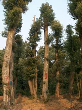 湖南益陽(yáng)圖片/湖南益陽(yáng)樣板圖 (3)