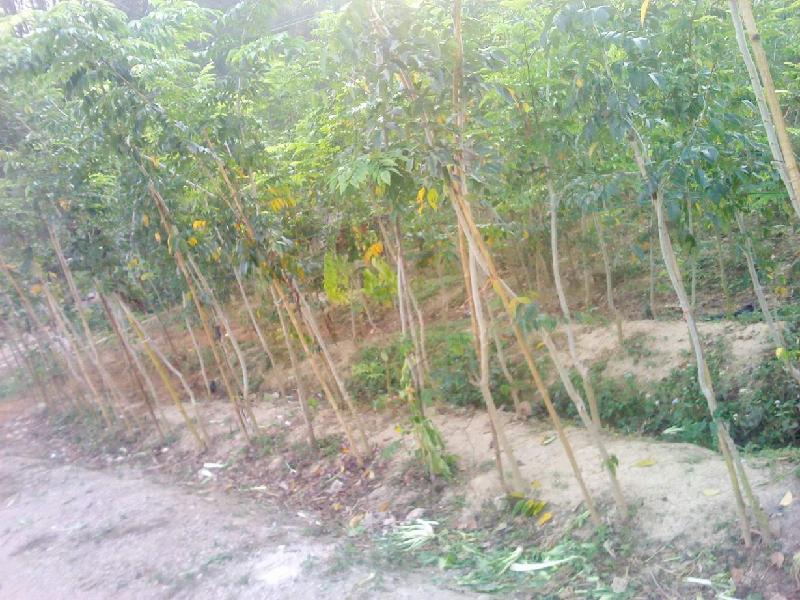 供應(yīng)海南黃花梨大苗出售