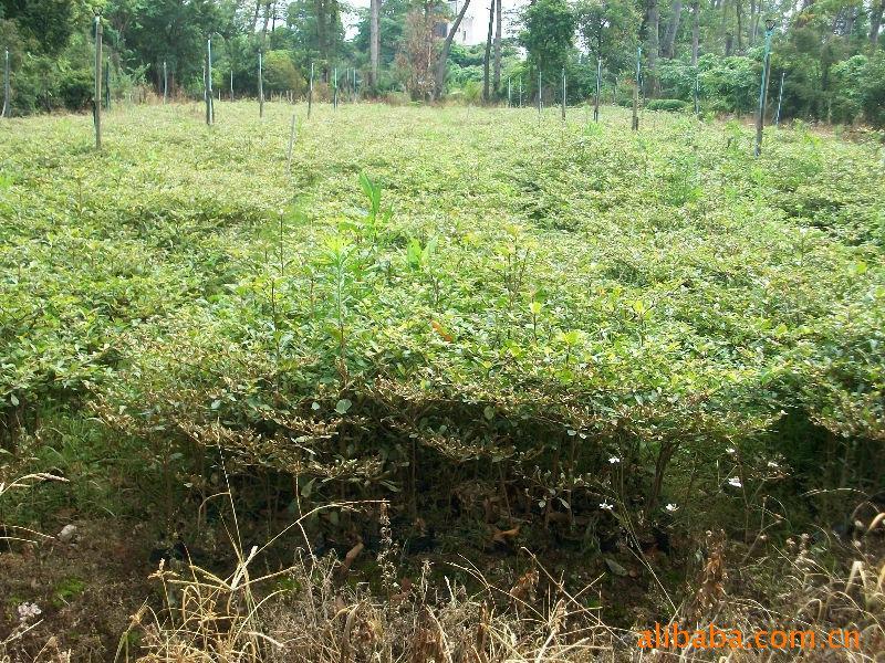 供應(yīng)小葉欖仁苗