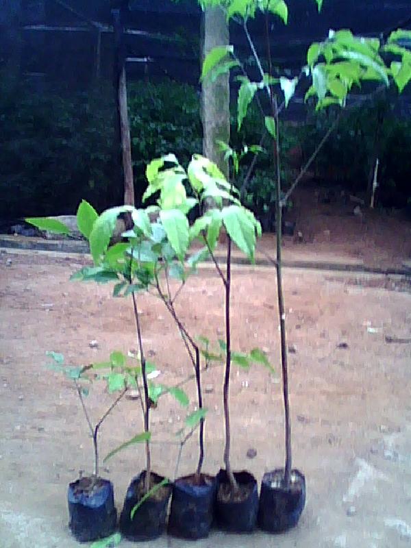 供應(yīng)幌傘楓價格