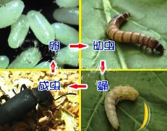 供應(yīng)河北滄州邯鄲土元土元黃粉蟲收售