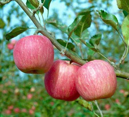 供應(yīng)陜西蘋(píng)果紅富士蘋(píng)果