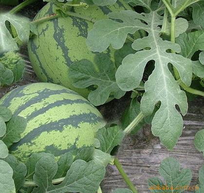 供應(yīng)陜西哈西瓜黑美人