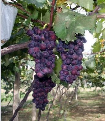 供應陜西葡萄戶太八葡萄