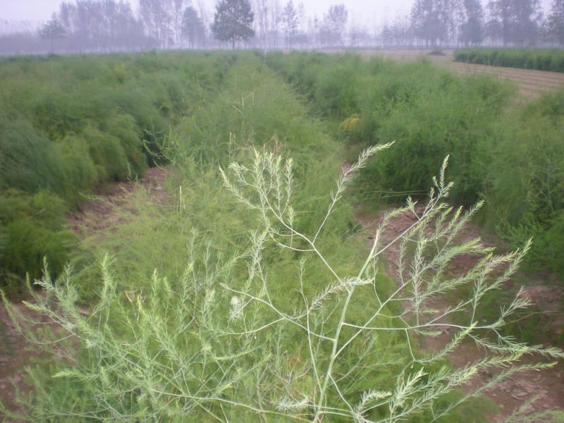 供應(yīng)雜交蘆筍種子帝王 蘆筍種植技術(shù) 蘆筍種子銷售價 蘆筍種苗種子
