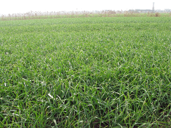 供應(yīng)金蒜1號(hào)紫皮蒜種 大蒜種子銷售 早熟大蒜種價(jià)格 大蒜種植技術(shù)