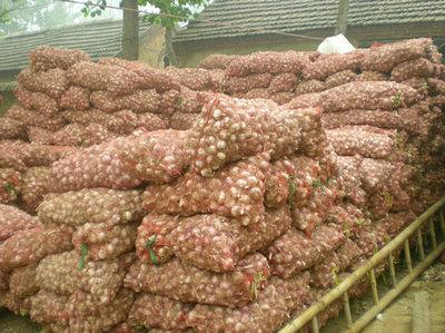 供應(yīng)金蒜1號大蒜種子大蒜蒜頭大蒜收獲回收價大蒜現(xiàn)貨交易網(wǎng)