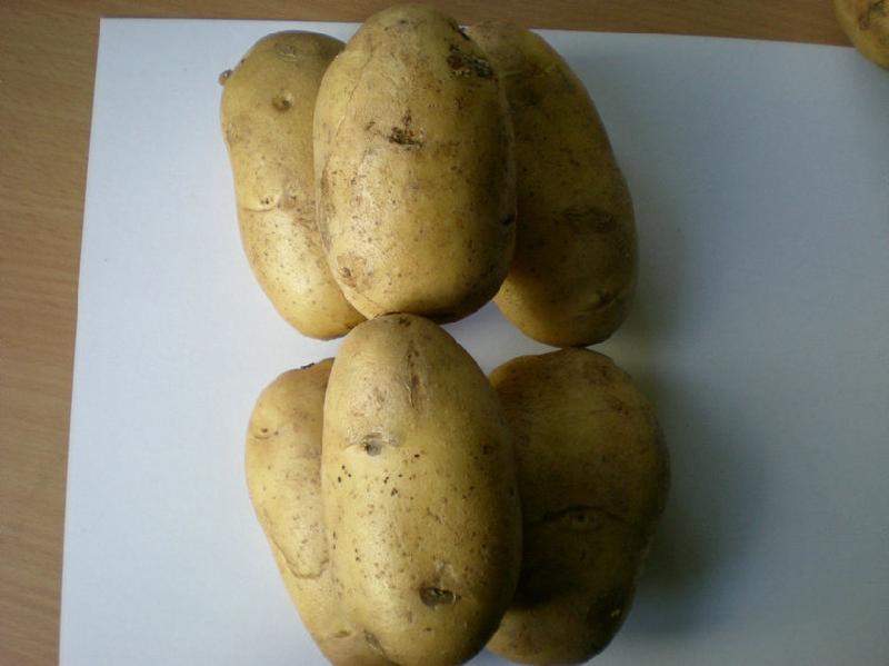 脫毒土豆種子費(fèi)烏瑞它圖片