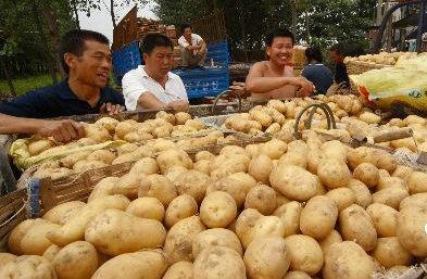 土豆種子圖片/土豆種子樣板圖 (4)