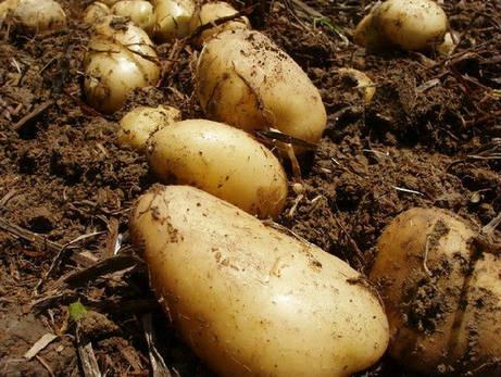 供應(yīng)費(fèi)烏瑞它馬鈴薯種子 早熟秋播馬鈴薯品種 菜用鮮食土豆品種