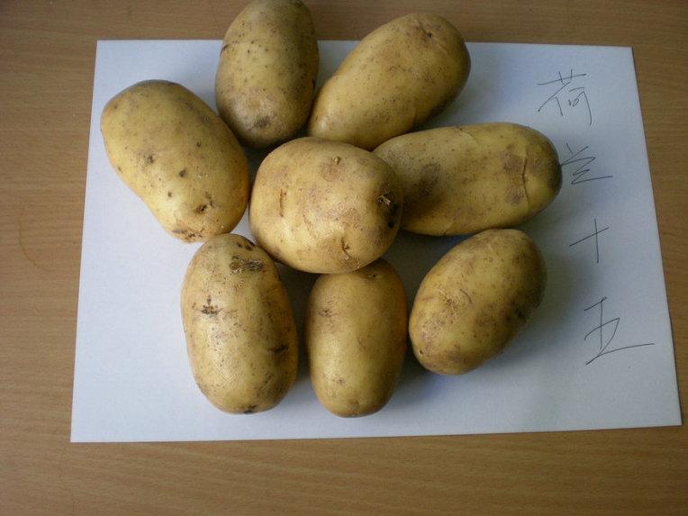 土豆種子圖片/土豆種子樣板圖 (3)