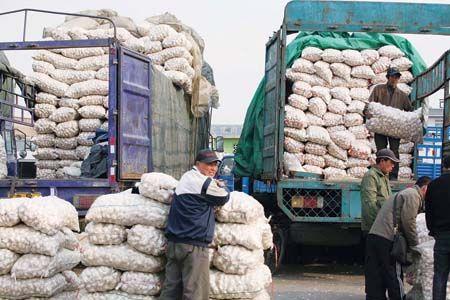供應(yīng)白皮晚熟大蒜種子 大蒜漲價(jià) 大蒜蒜頭蒜薹高產(chǎn) 大蒜播種機(jī)