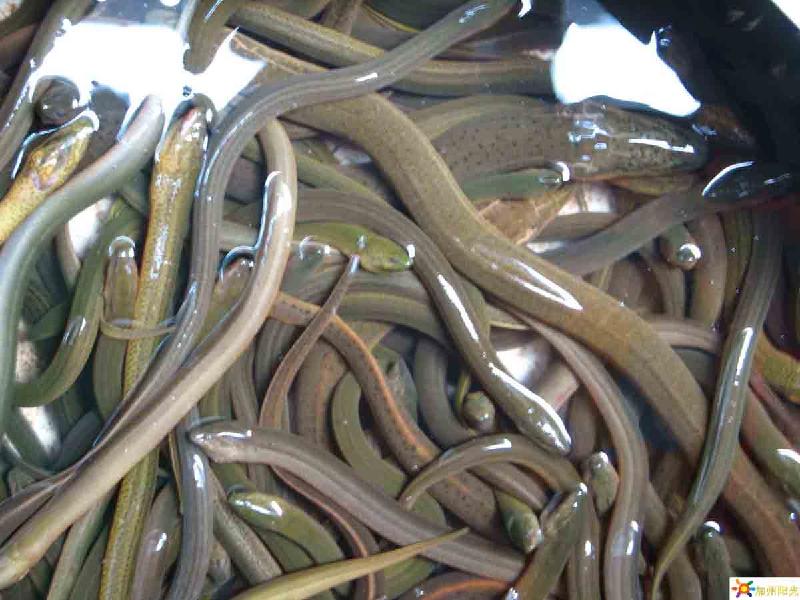 供應(yīng)黃鱔魚