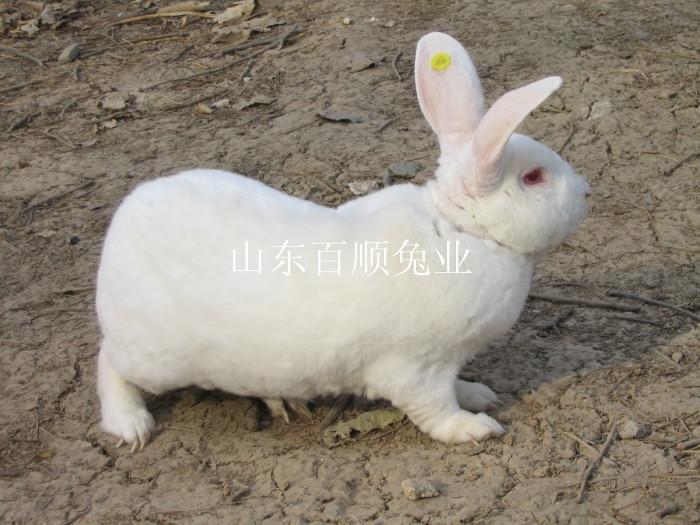 供應(yīng)商品兔種兔